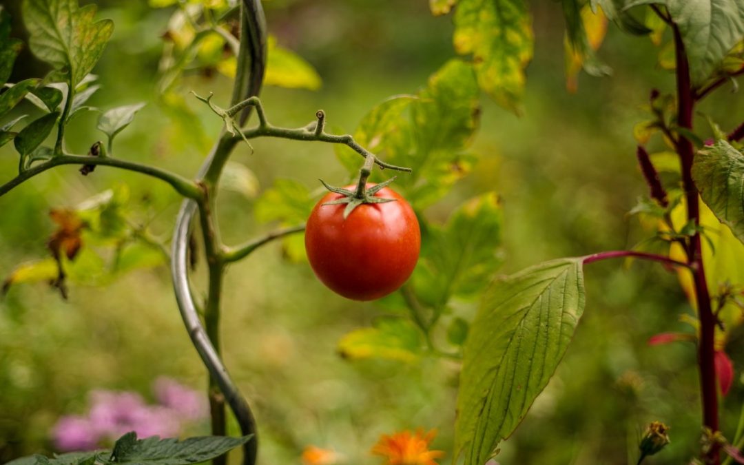 Le guide ultime pour prendre soin des plants de tomates
