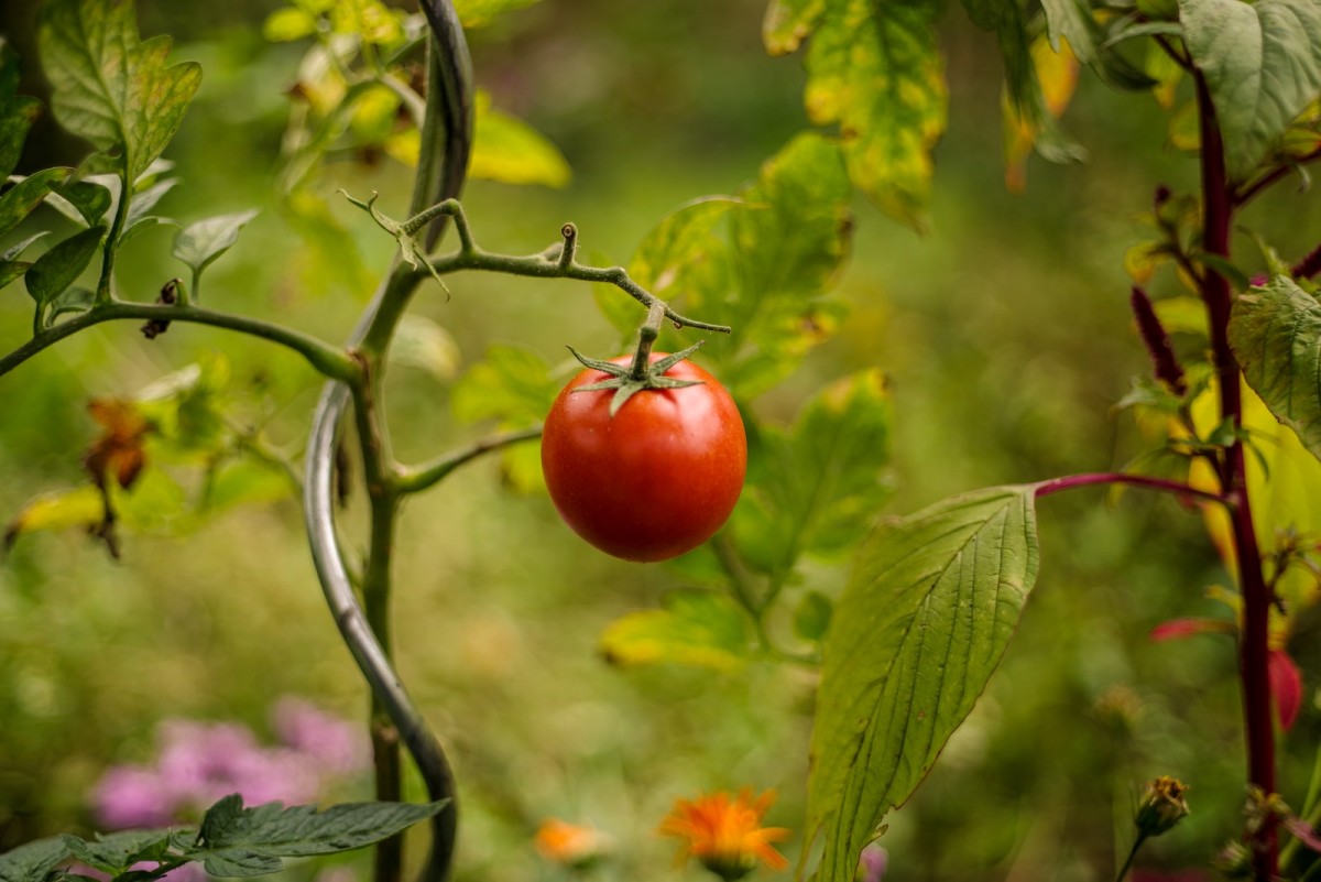 Prendre soin des plants de tomates