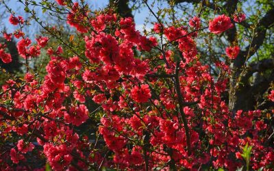 la japanese aralia : une plante exotique pour votre jardin ou intérieur