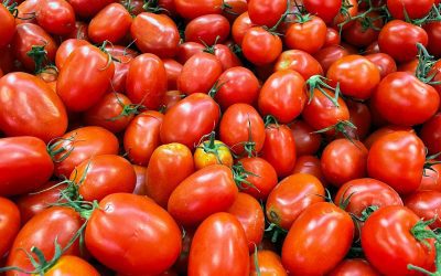 Quand semer les tomates en 2024 : tout ce qu’il faut savoir
