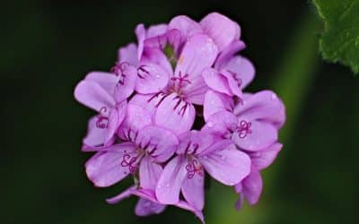 Quel geranium vivace a la plus longue floraison ?