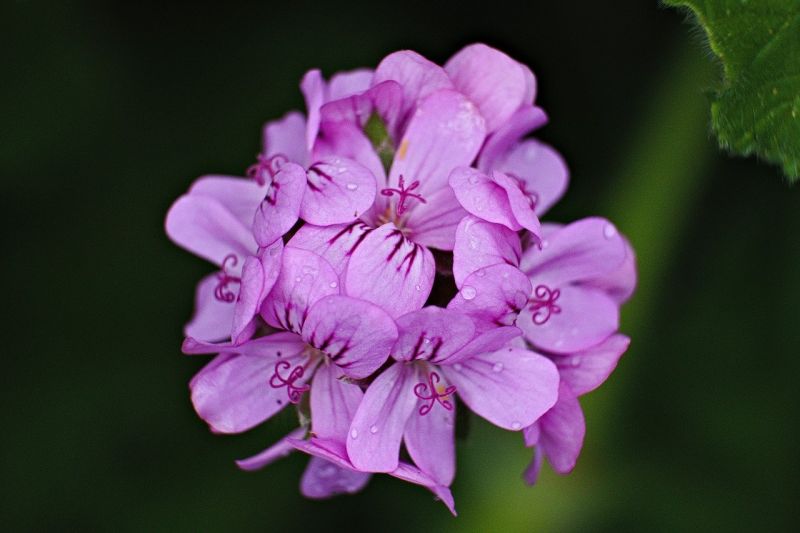 géranium vivace longue floraison